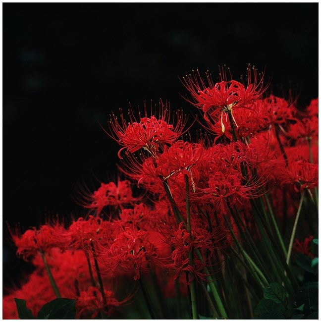 Hình ảnh Hoa Bỉ Ngạn đỏ Rực Rỡ Nền đen