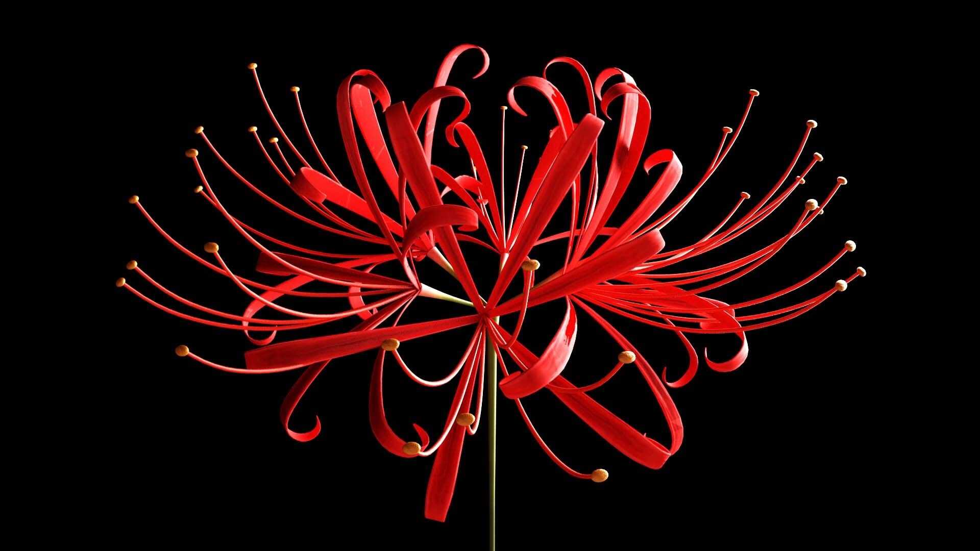 Hình ảnh Hoa Bỉ Ngạn đỏ Trên Nền đen Cho Máy Tính