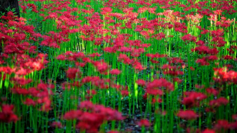 Hình ảnh Hoa Bỉ Ngạn đỏ Với Thân Xanh