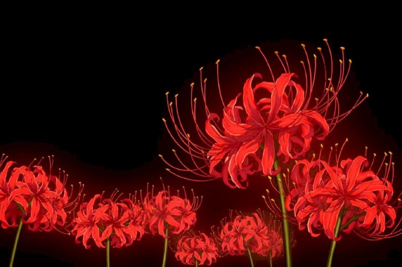 Hình Nền Hoa Bỉ Ngạn 3D Nhưng Bông Hoa đỏ Thẫm Nền đen