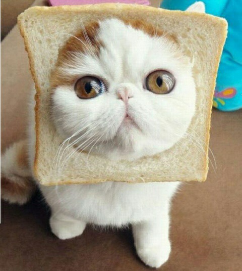 Avatar Bựa Mèo Mặt Lọt Giữa Miếng Bánh Mì Gối