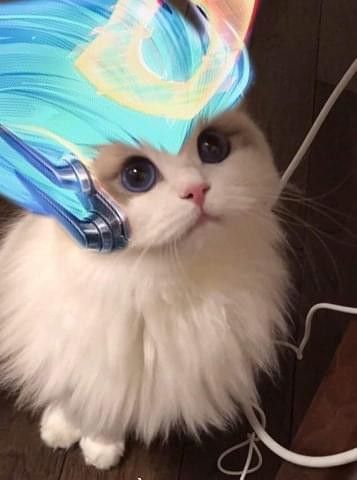 Hình ảnh Florentino Chế Cute Hình Chú Mèo Trắng Dễ Thương