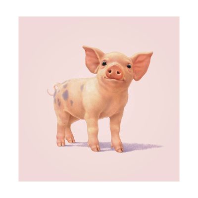 Hình ảnh Con Lợn Nhỏ Mũm Mĩm Dễ Thương