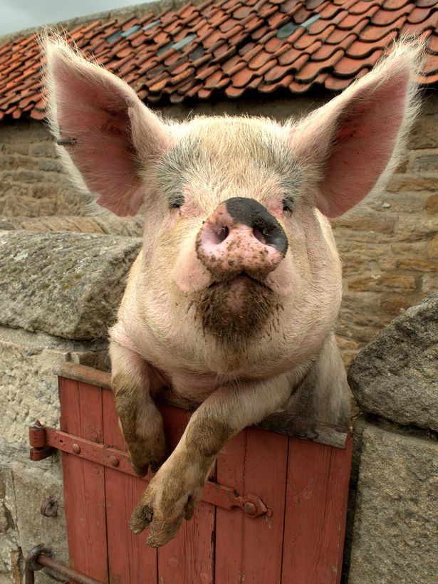 Hình ảnh Con Lợn Thịt Chân Và Mặt Lấm Lem Hài Hước