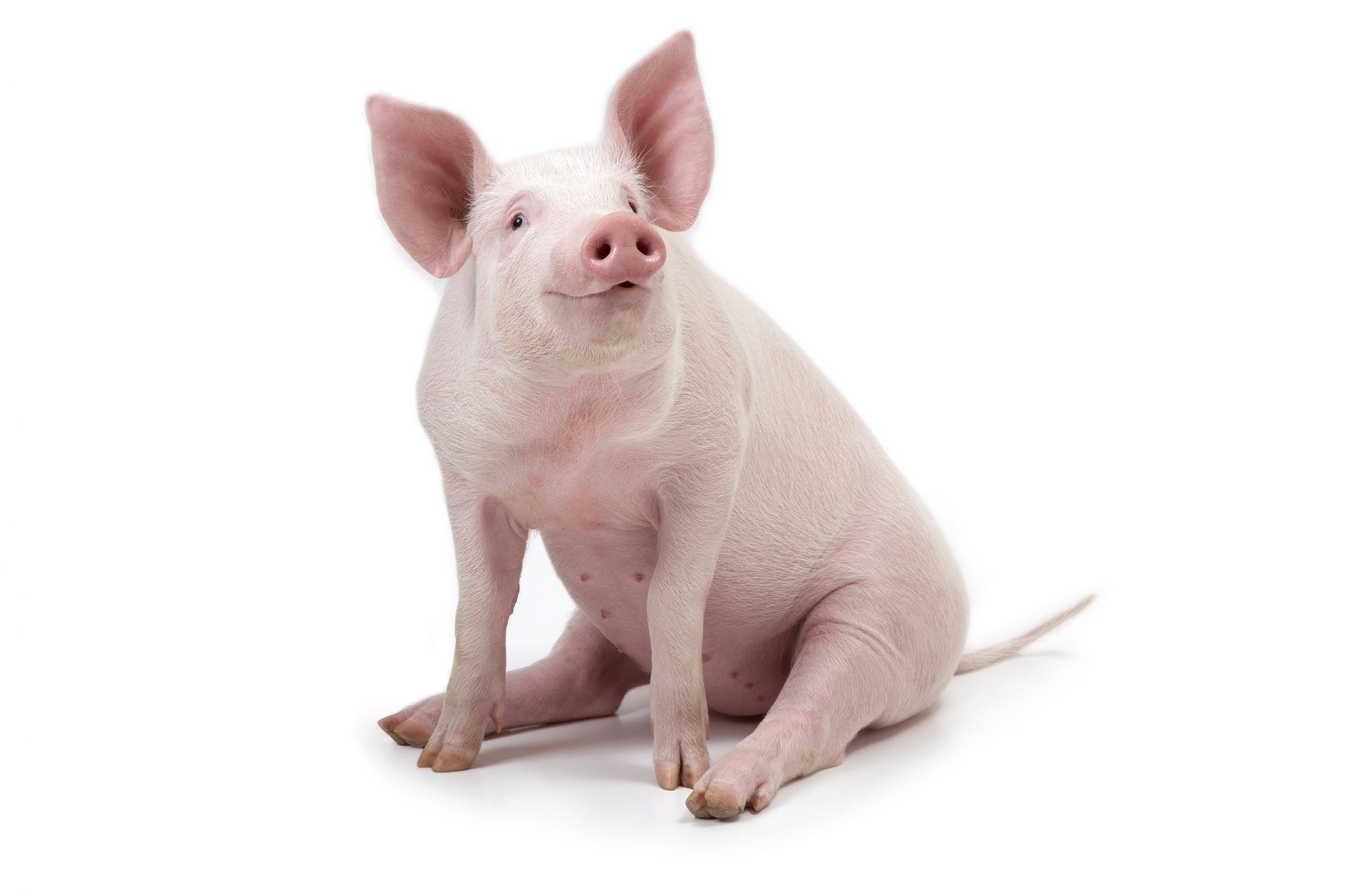 Hình ảnh Con Lợn Thịt Ngồi Ngộ Nghĩnh