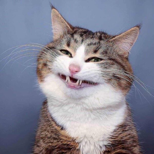 ảnh Mèo Khinh Bỉ Cười Nhe Răng Bựa