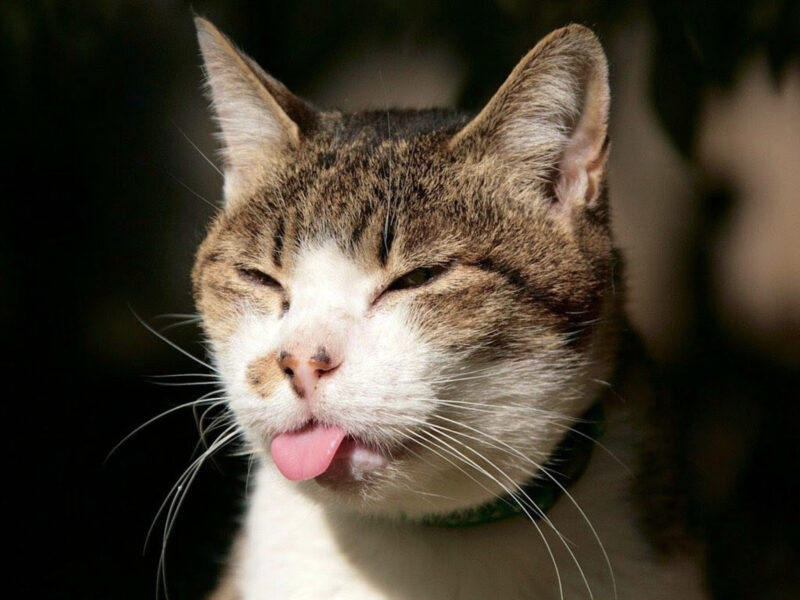 ảnh Mèo Khinh Bỉ Lè Lưỡi đáng Yêu