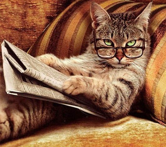 ảnh Mèo Khinh Bỉ Meme Chế đeo Kính đọc Báo Ngầu