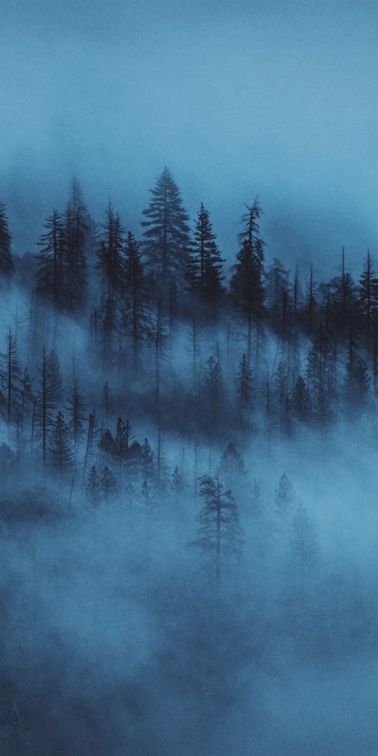 Hình Nền Ngầu Nhất Rừng Cây Trong Màn Sương Mờ