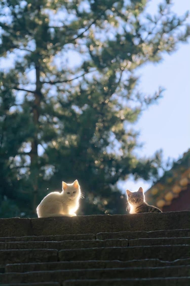 2 Con Mèo Nhỏ Ngồi Trên Bậc Thang ảnh Bình Yên (9)