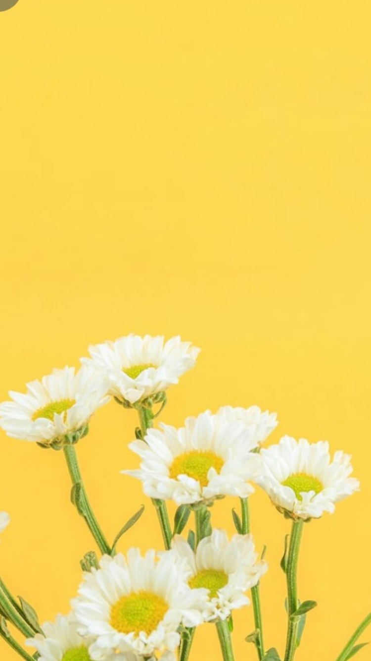 Background Vàng Pastel Với Những đóa Hoa Cúc Bé Xinh
