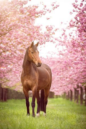 Hình Nền Ngựa đẹp đi Giữa Những Hàng Cây Hoa Nở Rộ
