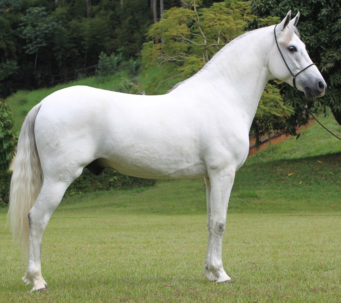 Hình ảnh Con Ngựa đẹp Nhất Bạch Mã Oai Phong