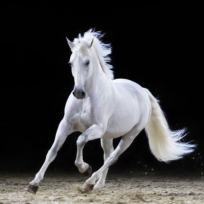 Hình ảnh Con Ngựa đẹp Nhất Ngựa Trắng Chạy Như Bay