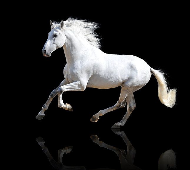 Hình ảnh Con Ngựa đẹp Nhất Ngựa Trắng Phi Mã Nền đen
