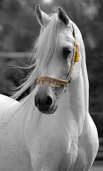 Hình Nền Ngựa đẹp Cho điện Thoại Ngựa Trắng ánh Nhìn Hiền Hòa