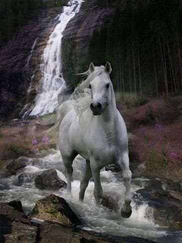 Hình Nền Ngựa đẹp Cho điện Thoại Ngựa Trắng Vượt Qua Thác Nước
