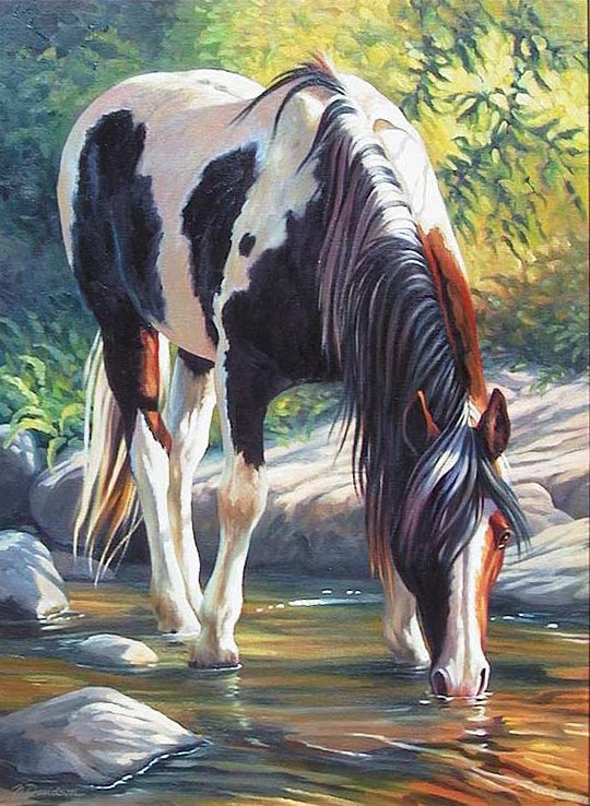 Hình Nền Ngựa đẹp Cho điện Thoại Ngựa Uống Nước Suối
