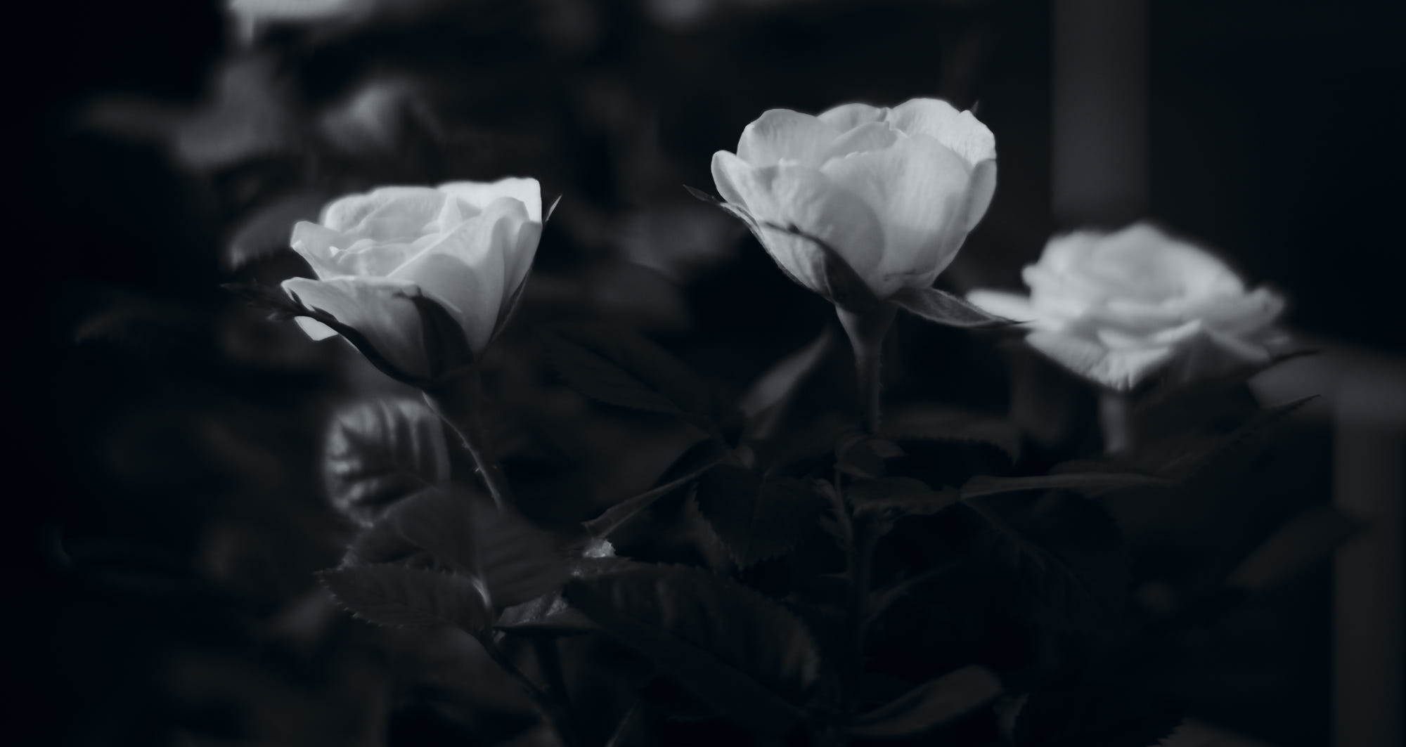 ảnh đen Trắng Những Bông Hoa Ảnh Tang Lễ (21)