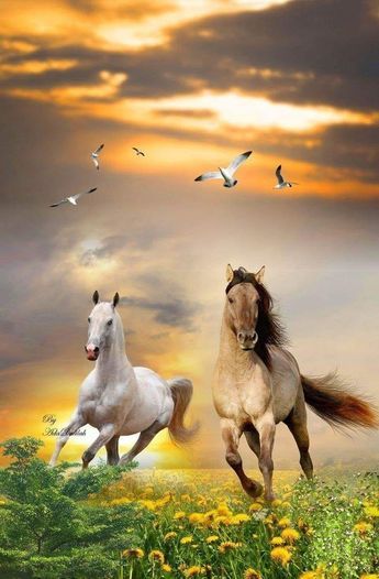 Background Ngựa đẹp Chạy Trên Cánh đồng Hoa