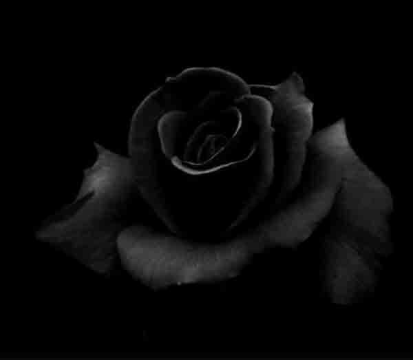 Bông Hồng đen Buồn Thương ảnh Tang Lễ đen (39)