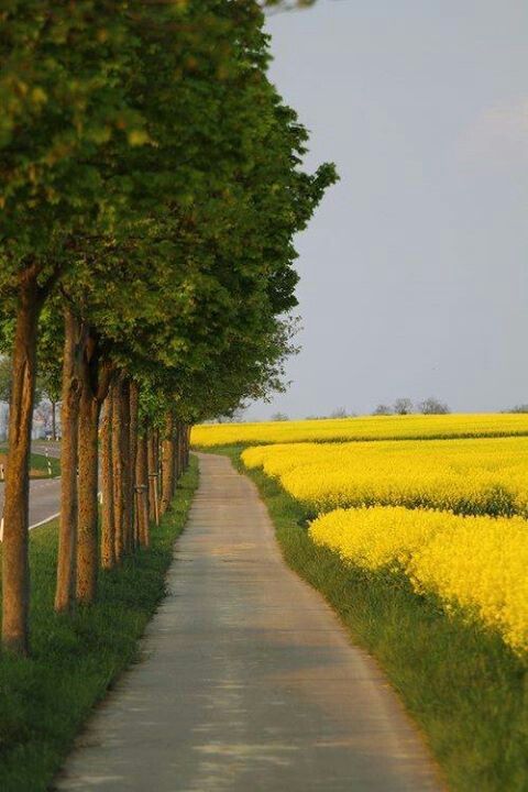 Con đường Cây Và Hoa Vàng Rực ảnh Yên Tĩnh (3)