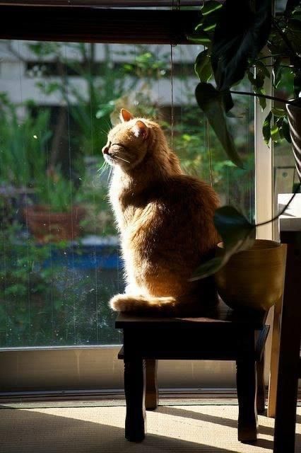 Con Mèo Ngồi Trên Ghế Nhìn Qua Cửa Kính ảnh Yên Tĩnh (29)