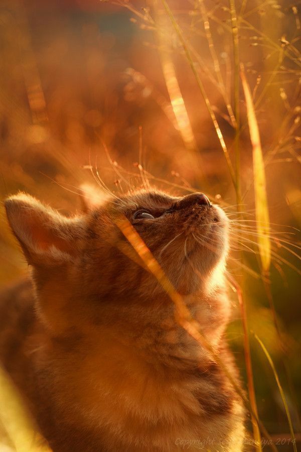 Con Mèo Ngửa Mặt đón Nắng Vàng ảnh Bình Yên (10)