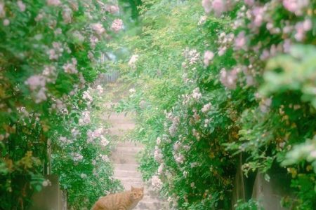 Con Mèo Vàng Trên Bậc Thang đầy Hoa ảnh Bình Yên (26)