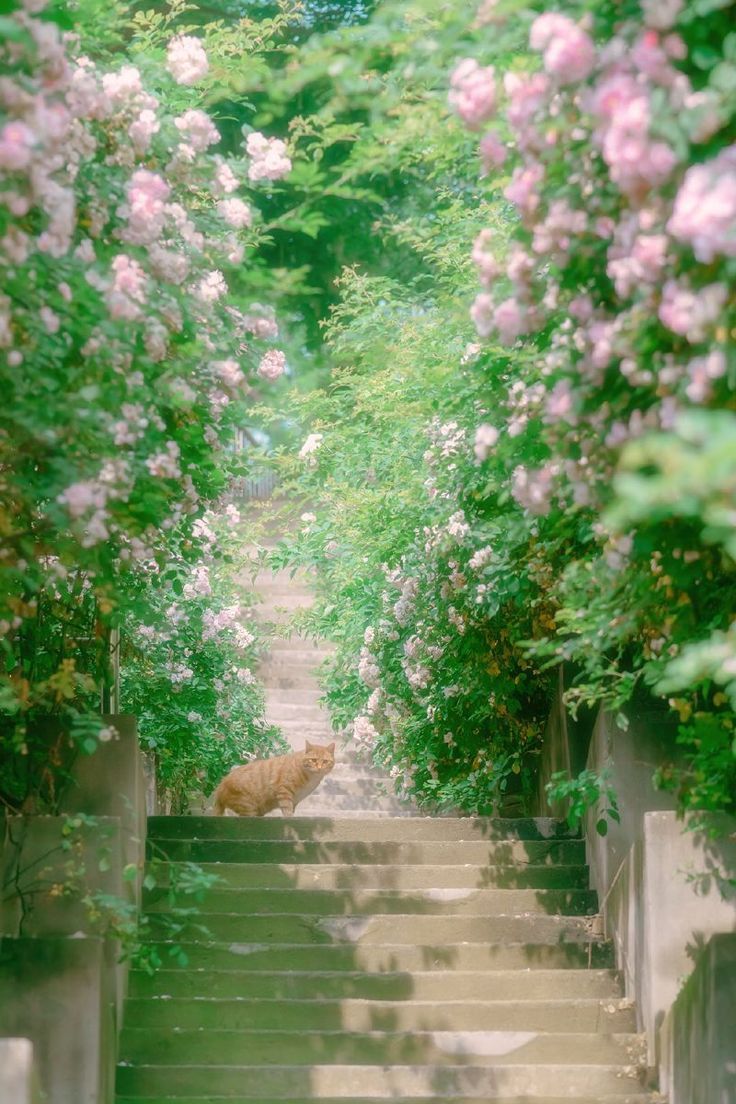 Con Mèo Vàng Trên Bậc Thang đầy Hoa ảnh Bình Yên (26)