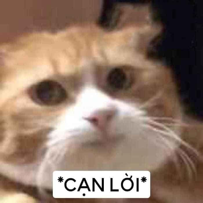 Hình Mặt Mèo Có Chữ Cạn Lời ảnh Meme Bất Lực (35)