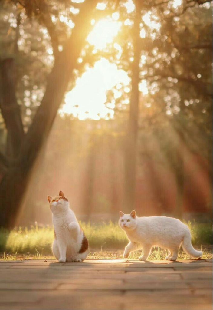 2 Con Mèo Dưới Tán Cây Nắng Vàng ảnh động Vật Cute (32)