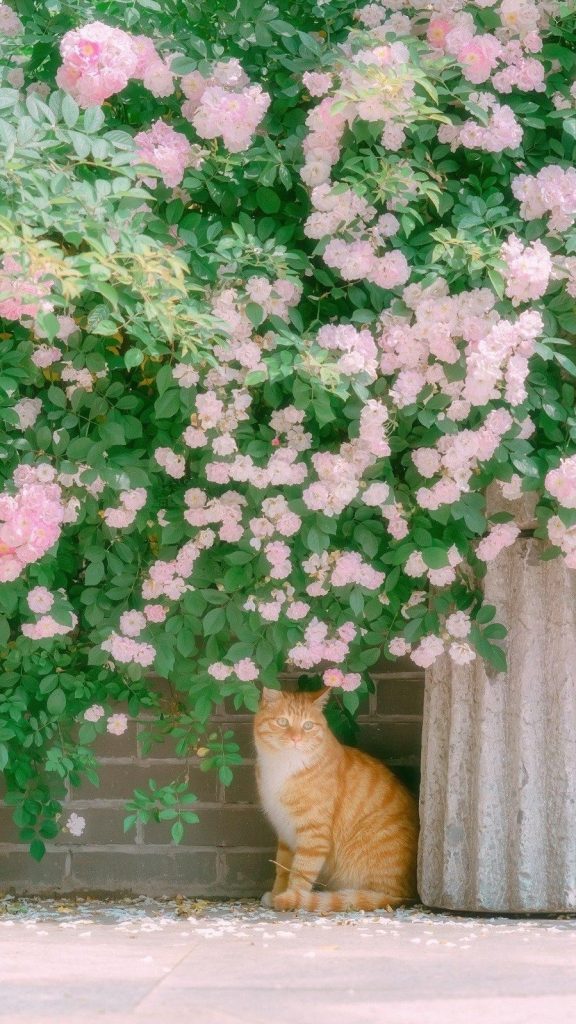Chú Mèo Lông Vàng Ngồi Dưới Giàn Hoa ảnh Con Vật Dễ Thương (16)