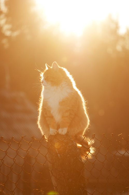 Con Mèo đứng Trên Hàng Rào ảnh động Vật Cute (30)