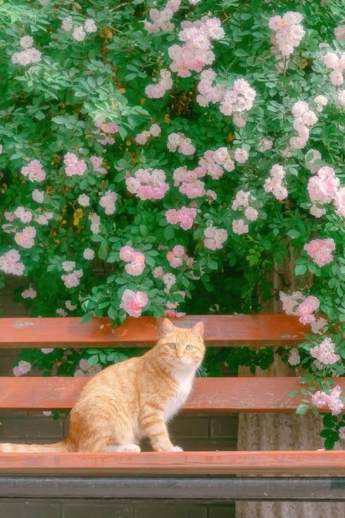 Con Mèo Lông Vàng Dưới Giàn Hoa ảnh động Vật Cute (23)