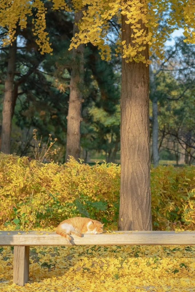 Con Mèo Nằm Trên Băng Ghế Dưới Tán Cây Lá Vàng hình ảnh động Vật Cute (2)