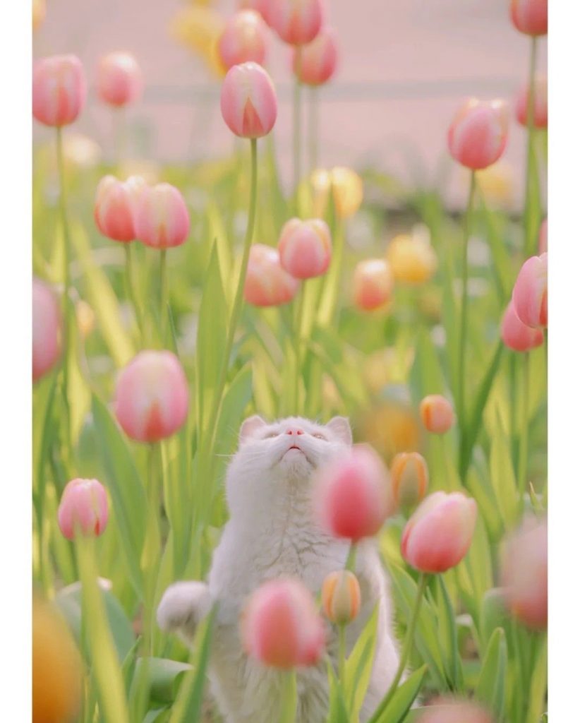 Con Mèo Trắng Bên Vườn Hoa Tuylip ảnh động Vật Cute (7)
