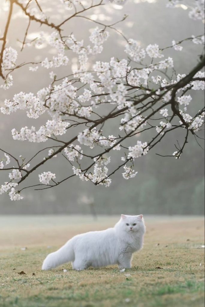 Con Mèo Trắng đi Dưới Tán Cây Hoa ảnh Con Vật Dễ Thương (3)