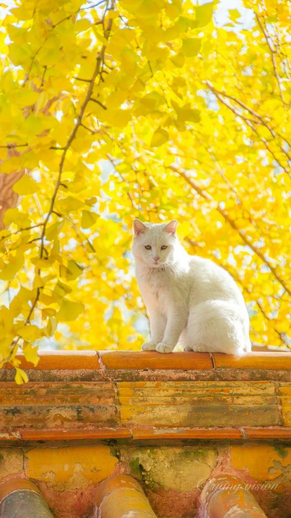 Con Mèo Trắng Dưới Tán Cây Lá Vàng ảnh động Vật (20)