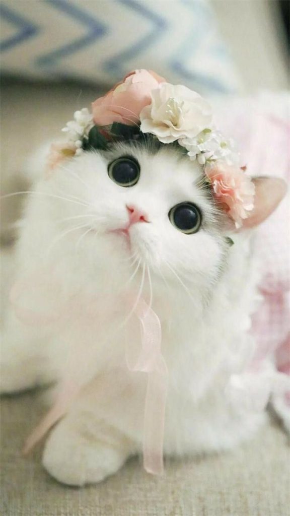 Con Mèo Trắng Nhỏ đội Hoa Trên đầu ảnh động Vật (19)