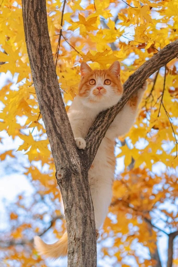 Con Mèo Trèo Trên Cây Lá Vàng ảnh động Vật Cute (1)